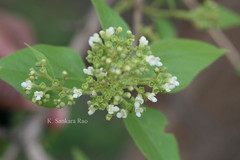 Premna tomentosa